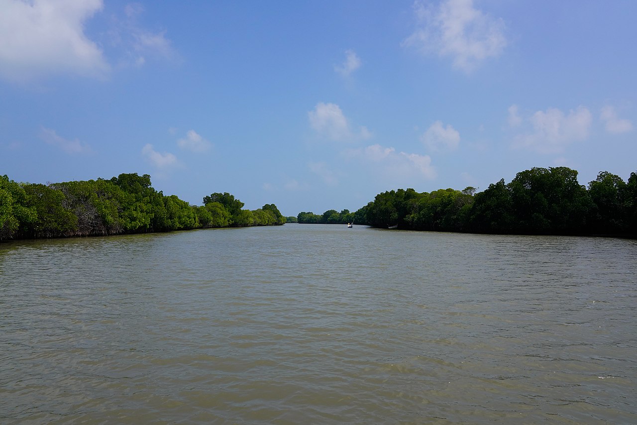 The Pichavaram mangrove forest, among the largest in the world