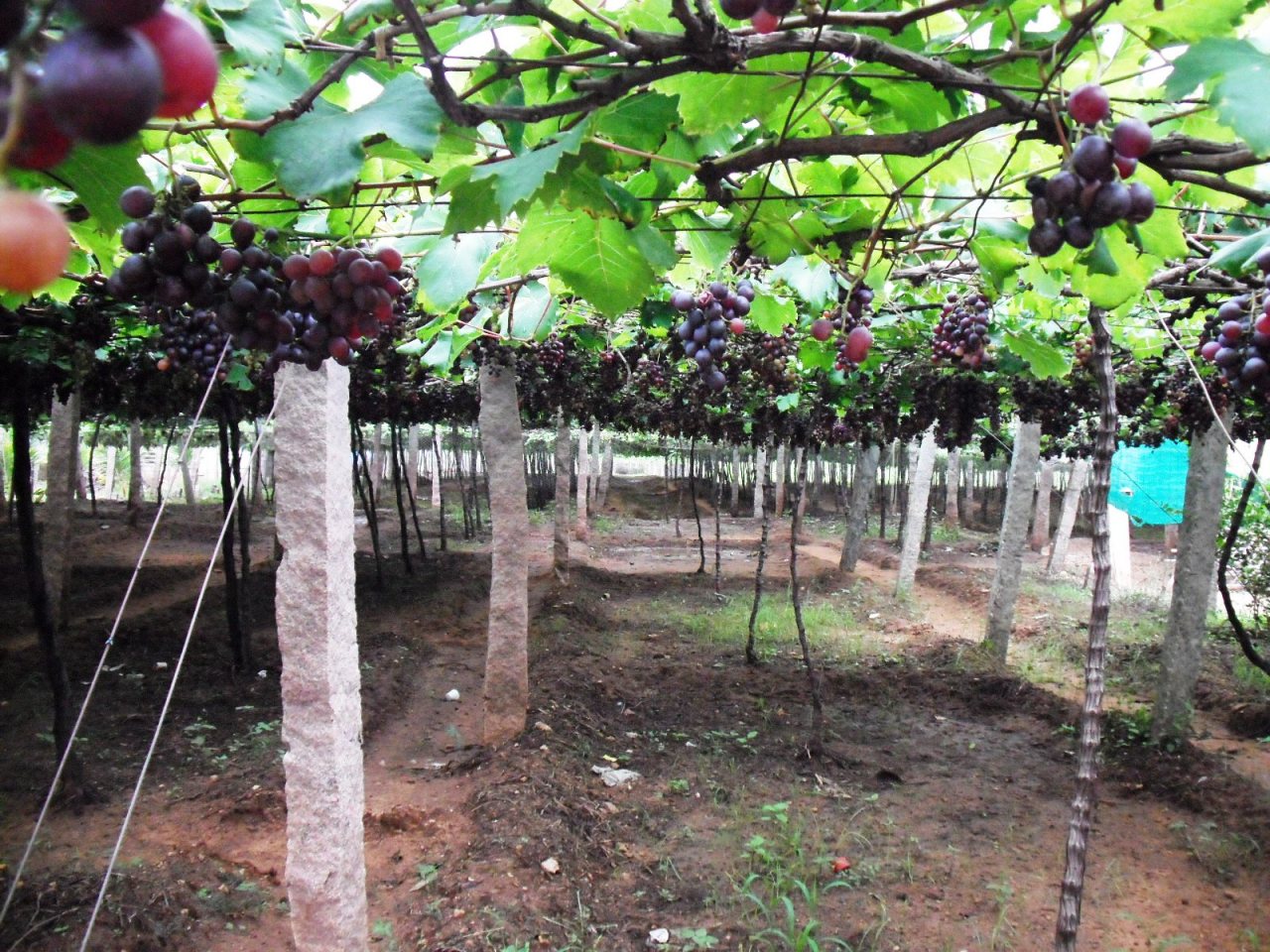 Grape vineyards in the Cumbum Valley, one of the few grape-growing belts in Tamil Nadu.